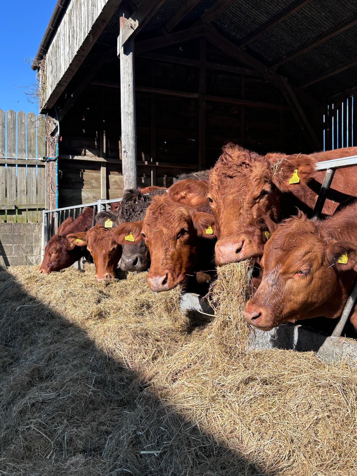 WhatsApp Image 2025-10-08 at 15.10.38