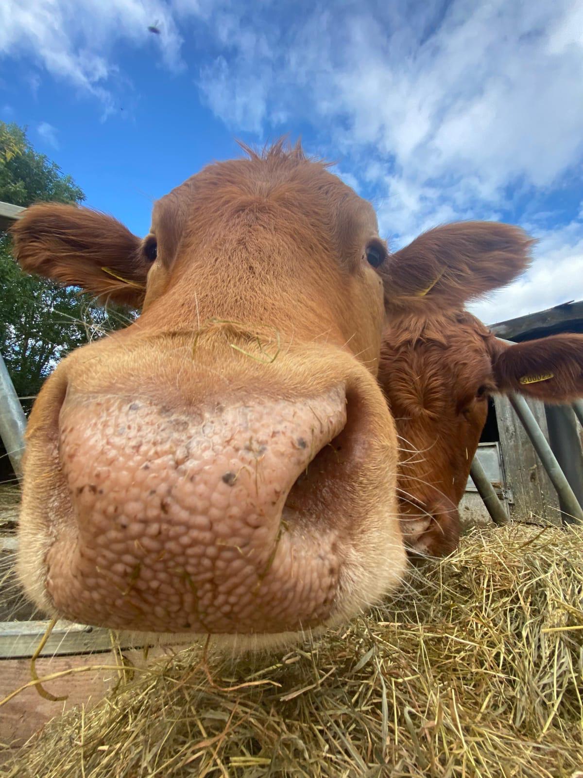 WhatsApp Image 2025-10-08 at 15.11.08 Beef Cattle at Bredy Farm