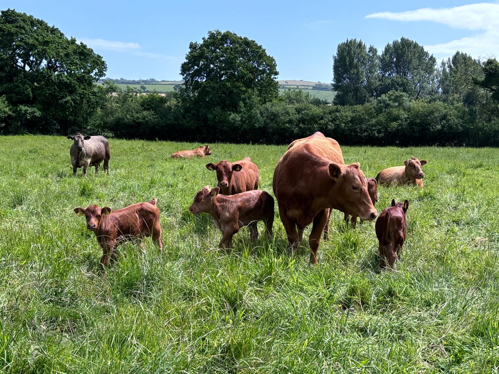 WhatsApp Image 2025-10-08 at 15.12.32 Bredy Farm cattle