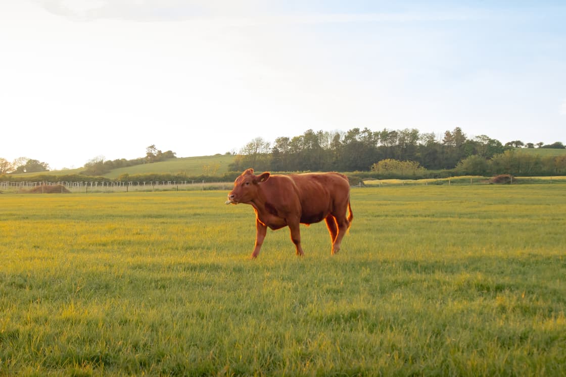 vt52vpt2whjd7pyf02h2